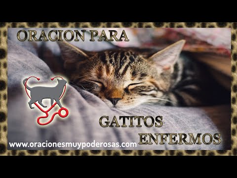 Oración para curar a un gato